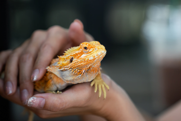 Revista Sexy Nathalia Belletato