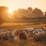 João Eustáquio De Almeida Junior explica como um pasto bem manejado é o caminho para carne valorizada e rentabilidade máxima no campo.