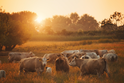 João Eustáquio De Almeida Junior explica como um pasto bem manejado é o caminho para carne valorizada e rentabilidade máxima no campo.