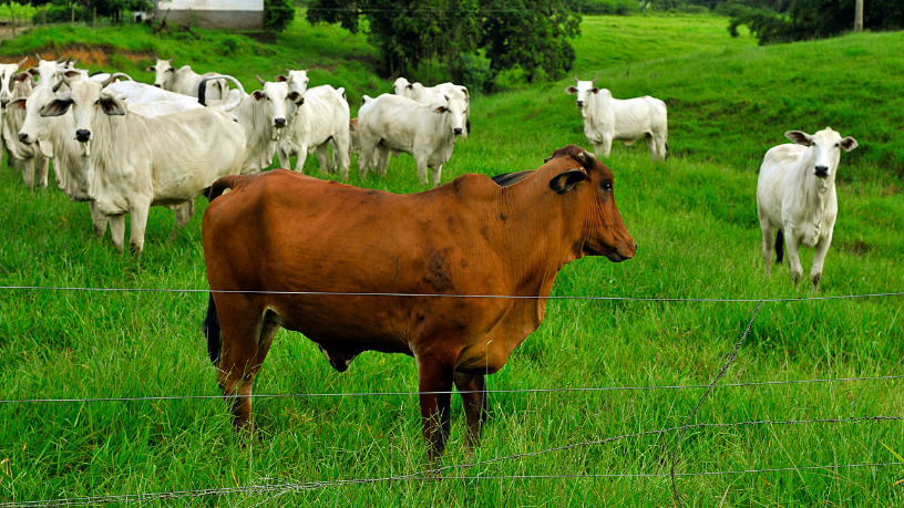 Com foco em eficiência e resultados, João Eustáquio De Almeida Junior apresenta estratégias de manejo de pasto que elevam o valor da carne e a lucratividade.