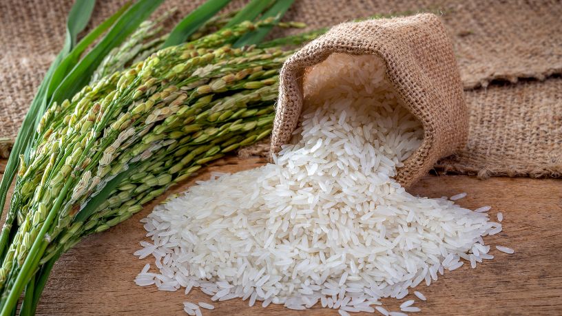 Tecnologia na lavoura arrozeira: inovação e investimentos ditam o futuro do setor de grãos